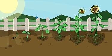 Book: The Golden Life of Sally Sunflower | Imani Ariana Grant |  Children's Books by Black Authors | Lauren Simone Publishing